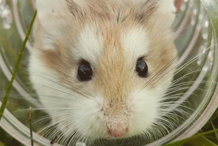 Hampster.Com