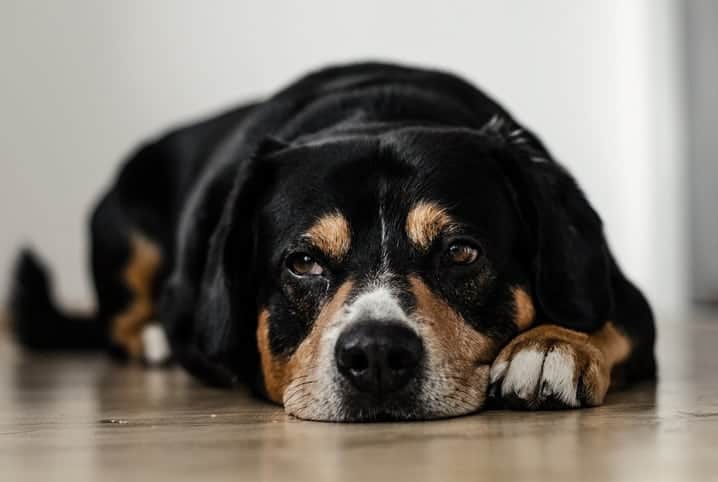 cachorro triste.