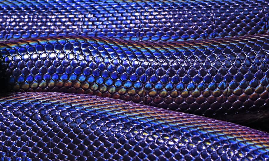 serpientes azul - Buscar con Google  Cobra de estimação, Fotos de cobras,  Belas cobras