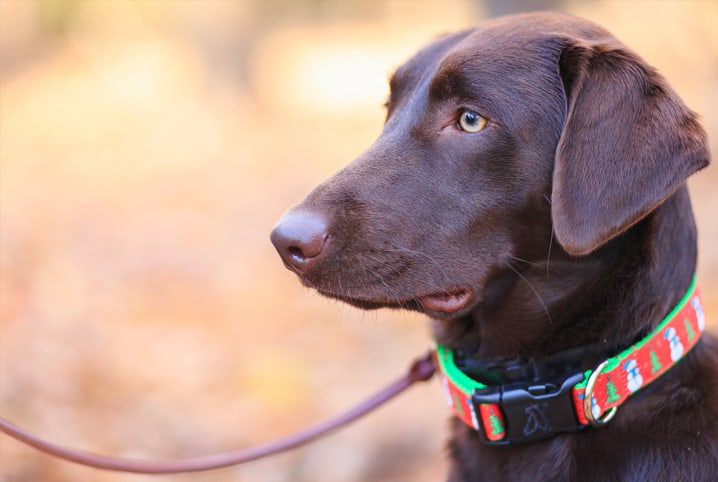 Dog collars outlet for labs