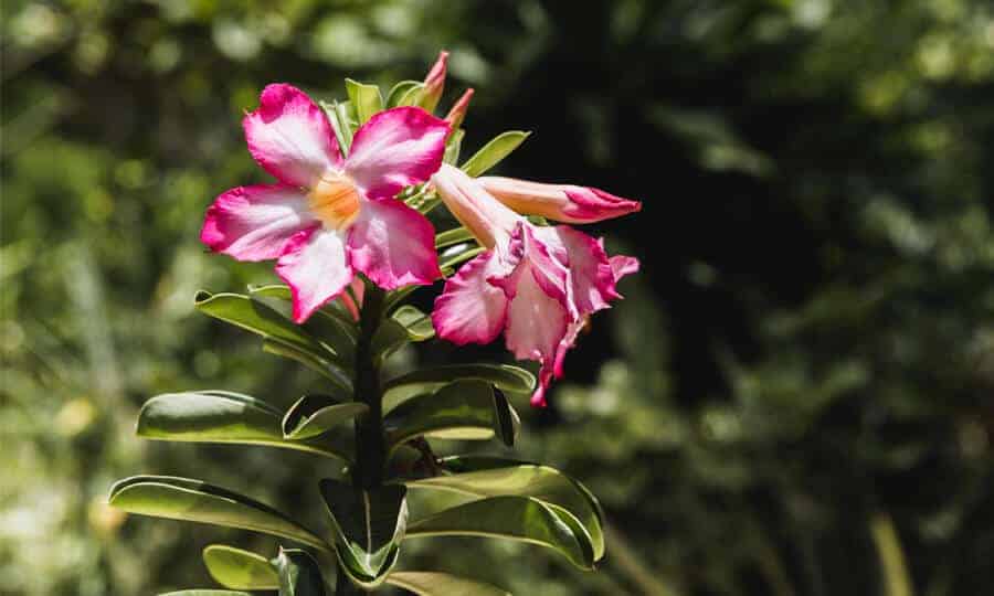 Aprenda como cuidar da rosa-do-deserto no inverno | Petz