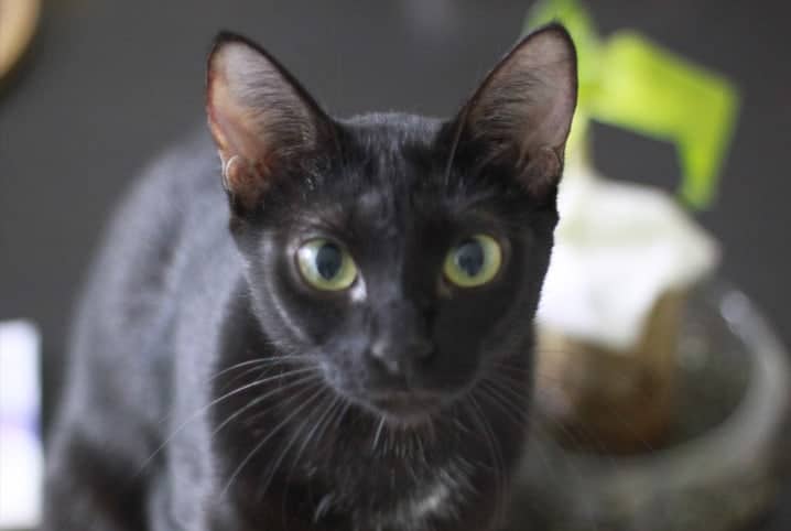 Gato parado de pé.