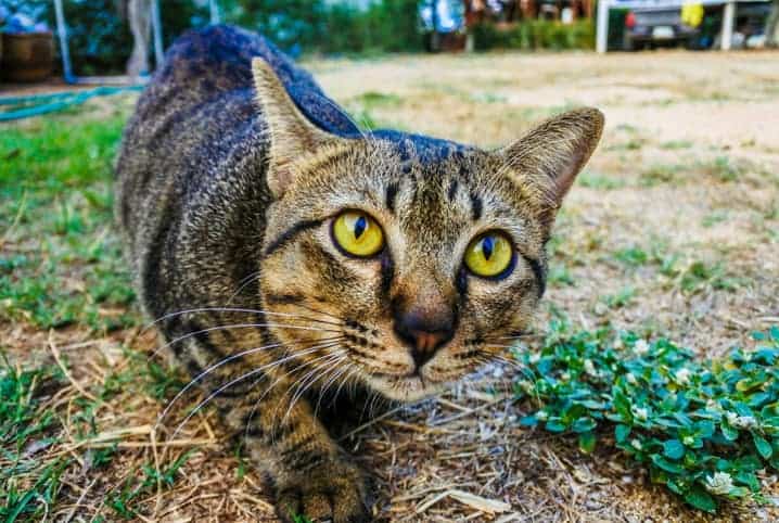 Gato andando.