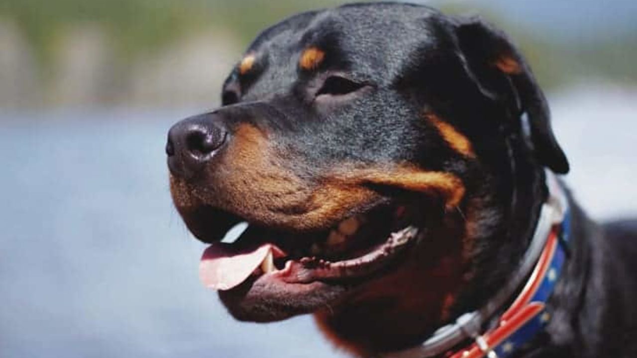 Saiba mais sobre os tipos de rottweiler cabeça de touro | Petz Saiba mais sobre os tipos de rottweiler cabeça de touro | Petz