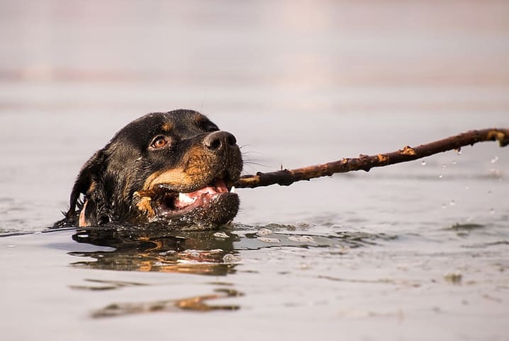 Saiba mais sobre os tipos de rottweiler cabeça de touro | Petz Saiba mais sobre os tipos de rottweiler cabeça de touro | Petz