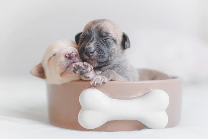 dois filhotes de cachorro recém nascidos em um cetinho