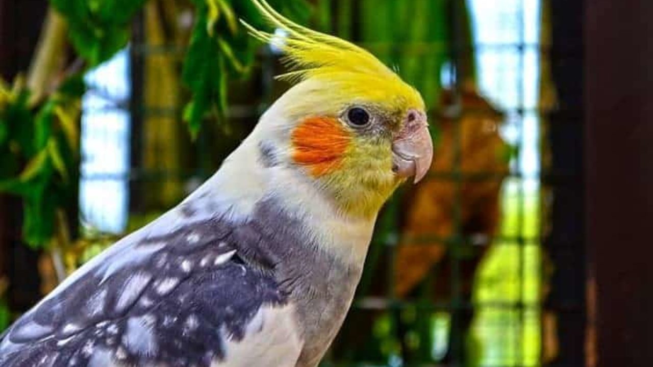 Calopsita arlequim: conheça tudo sobre essa ave | Petz