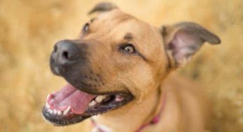 Areia para cachorro: vale a pena comprar?