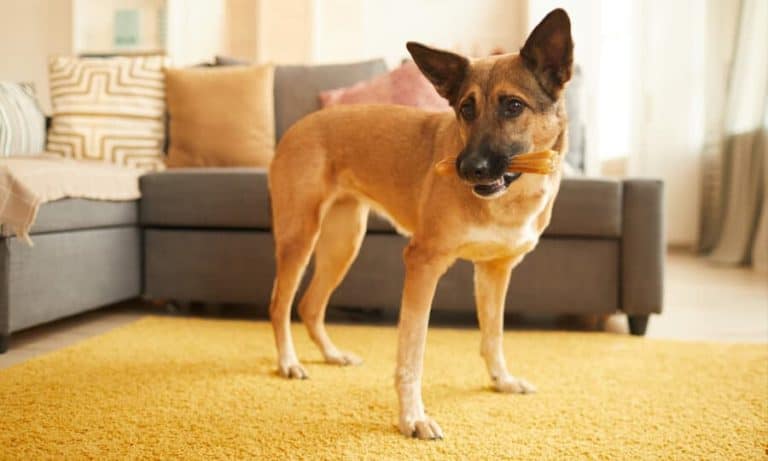 Cachorro é mamífero? Veja detalhes sobre a espécie | Petz