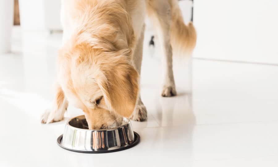 Golden Retriever se alimentando em pote
