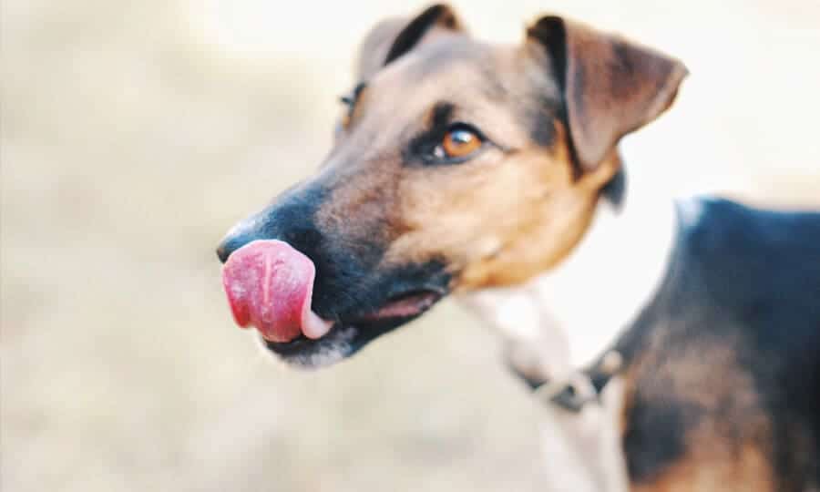 cachorro vira-lata com a língua de fora.
