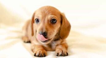 Cachorro pode tomar própolis? Confira como usar a substância!