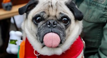 Cachorro pode tomar suco de limão ou faz mal?