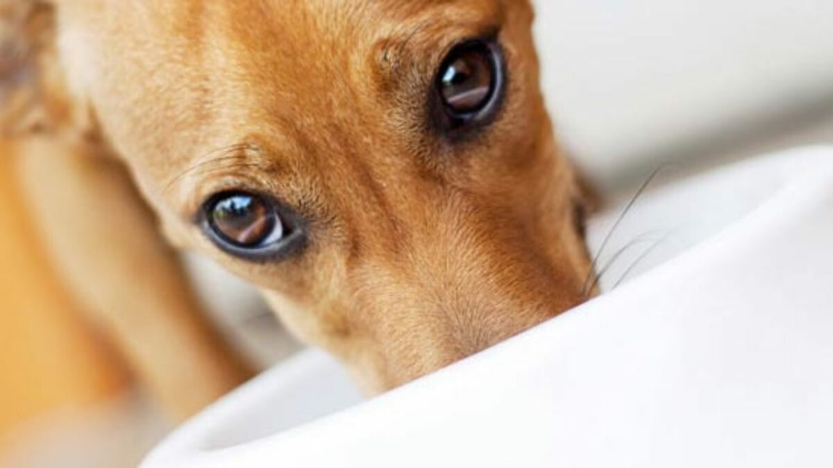 cachorro-pode-tomar-vitamina-de-abacate-final-1280x720