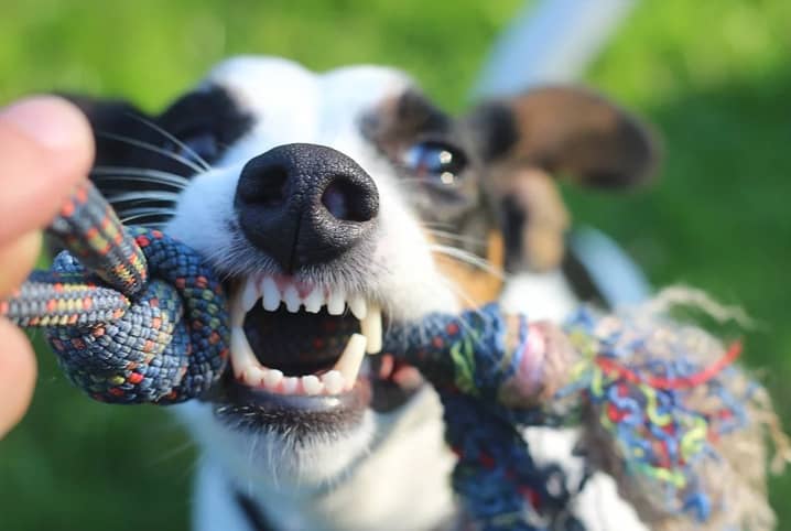 Cachorro mordendo brinquedo com dentes a mostra
