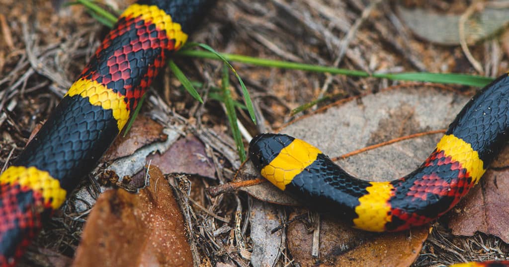 Foto de Um Par De Dados Mostra Olhos De Cobra e mais fotos de