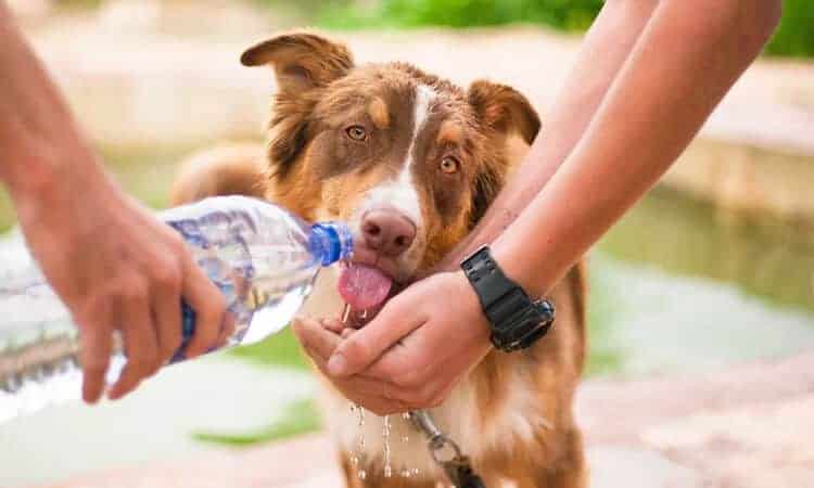 como cachorro bebe agua meio