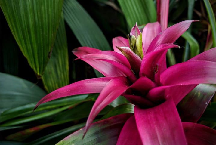 Bromélia roxa.