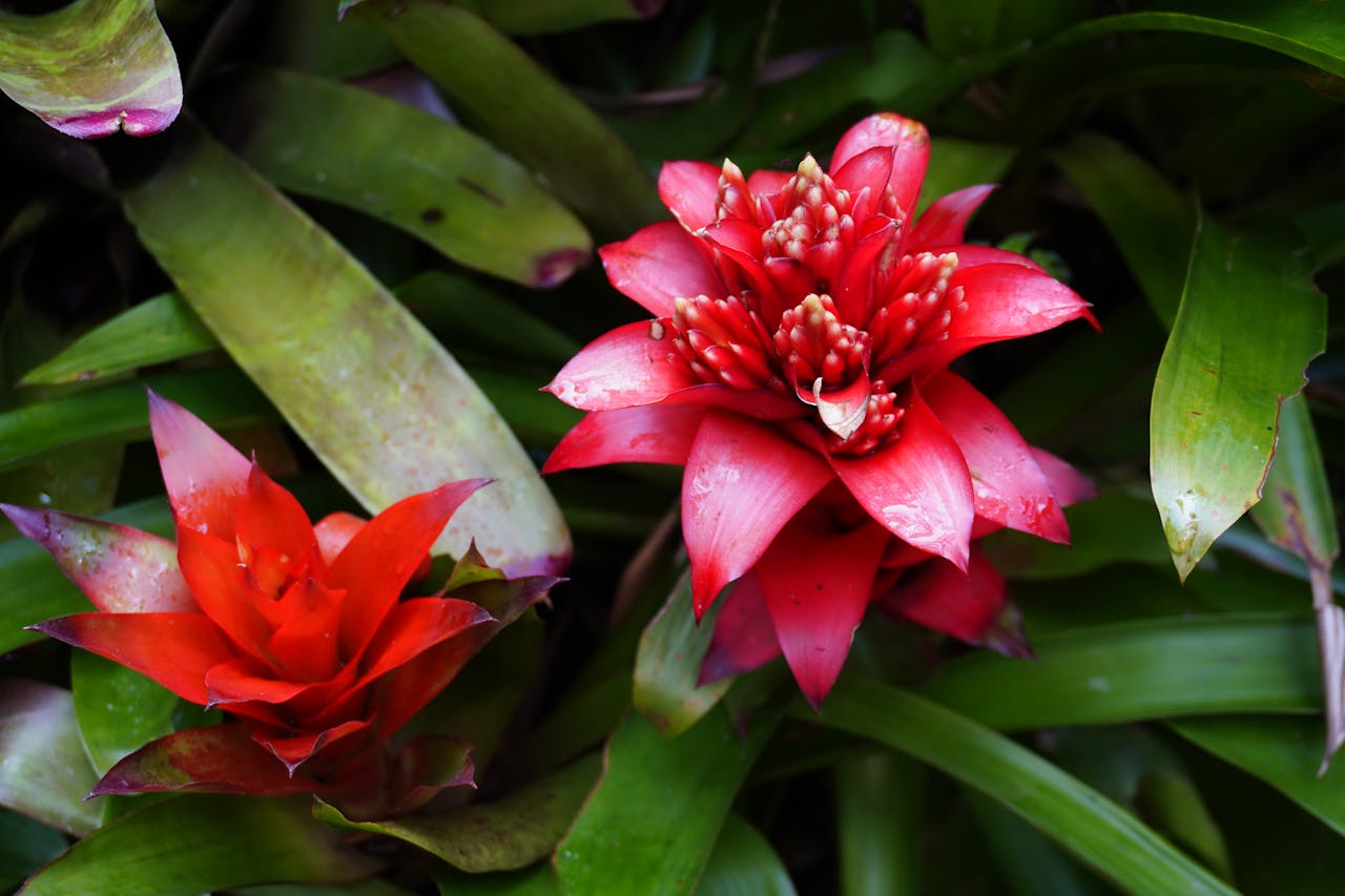 Bromélias vermelhas.