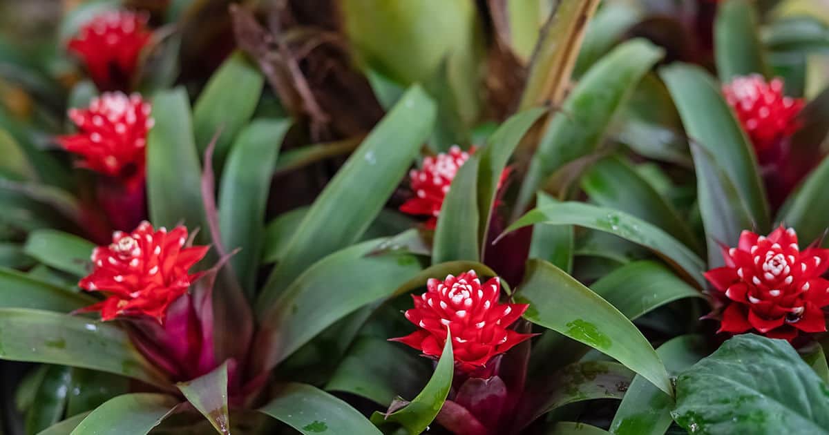 Plantação de bromélias.
