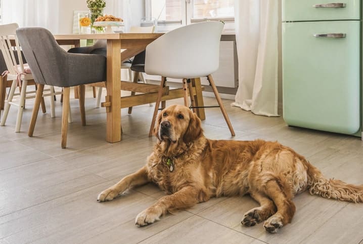 Cachorro da raça Golden deitado no chão da cozinha.