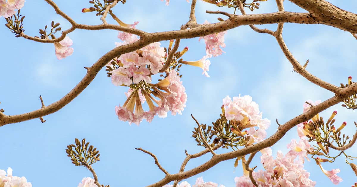 Aprenda como plantar ipê e decore a casa com lindas flores | Petz