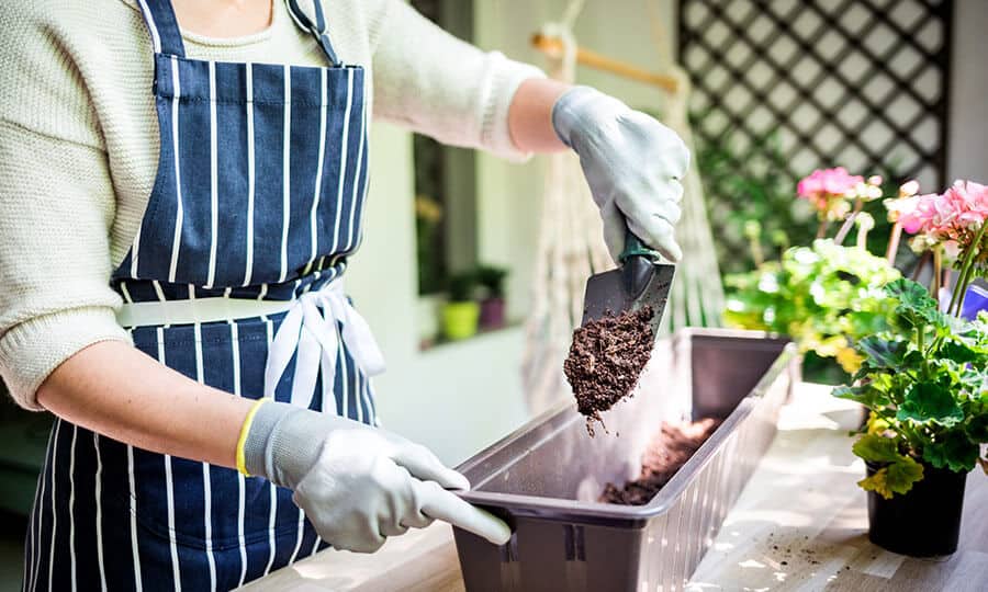 Como plantar onze horas? Aprenda com esse passo a passo