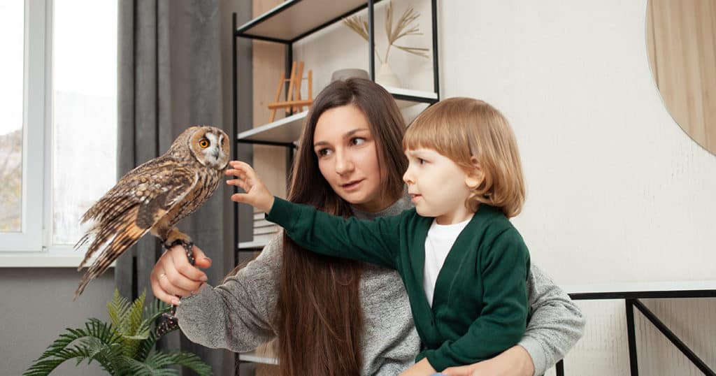 É possível ter uma coruja de estimação em casa? | Petz