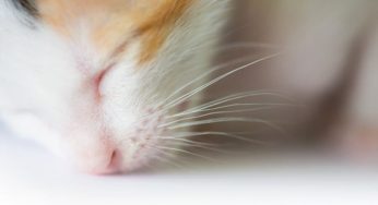 Será que os gatos sonham? Descubra tudo sobre o assunto
