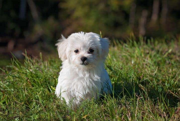 Cachorro branco deitado na grama.