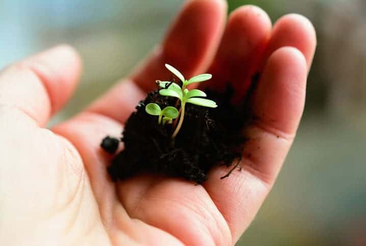 Que inicial de planta voce é