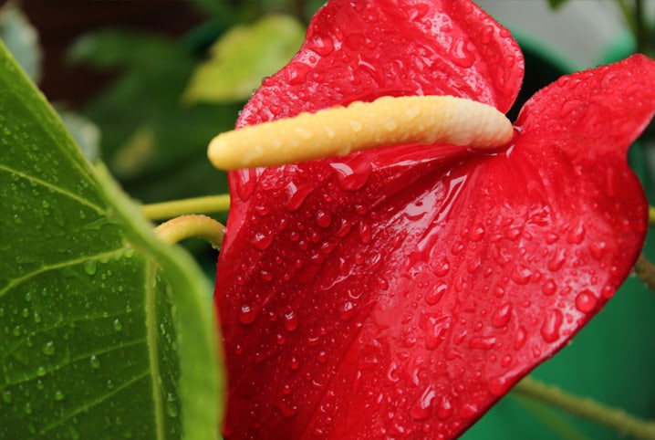 O que as plantas têm a nos dizer sobre o solo em que se encontram?