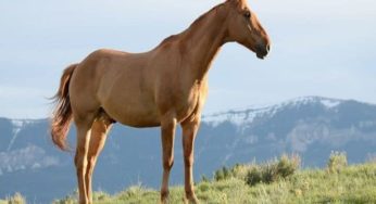 Quer saber qual é o coletivo de cavalo? Descubra aqui!