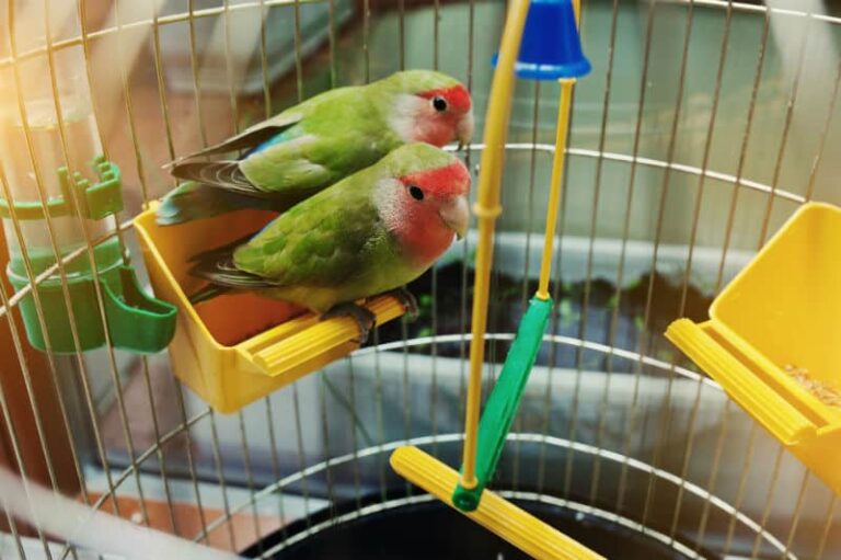 Qual o coletivo de pássaros? Confira o termo correto | Petz