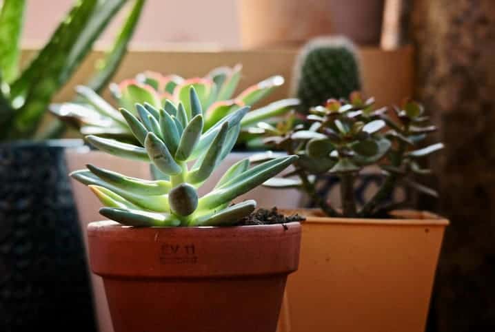 Suculenta dá flor? Conheça 5 tipos para ter em casa | Petz