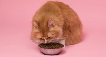 Entenda como funciona a suplementação para gatos