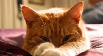 Melhores tipos de caixa de areia para gatos