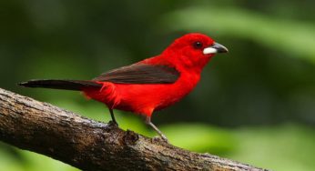 Aves raras: conheça algumas espécies dessa lista