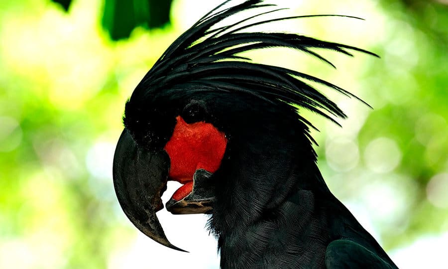 Cacatua negra: saiba tudo sobre esse pet exótico
