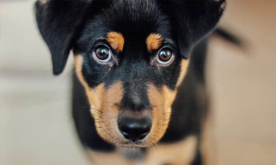 Cachorro filhote com remela nos olhos.