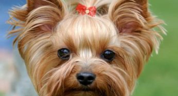 Cachorro pode comer bolacha de maisena? O petisco é gostoso, mas será que é permitido?