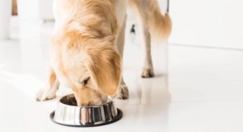 Cachorro pode tomar leite de magnésia?