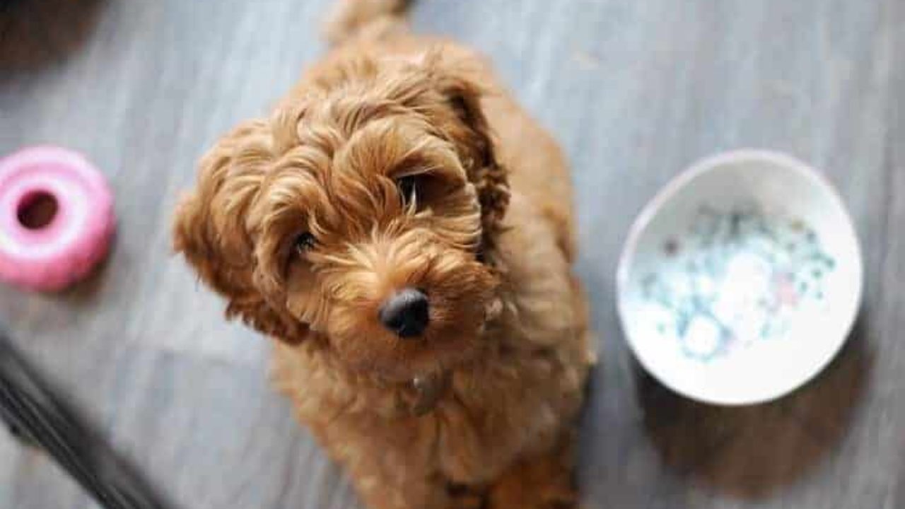 Cachorro pode comer fígado? Veja se o alimente faz mal