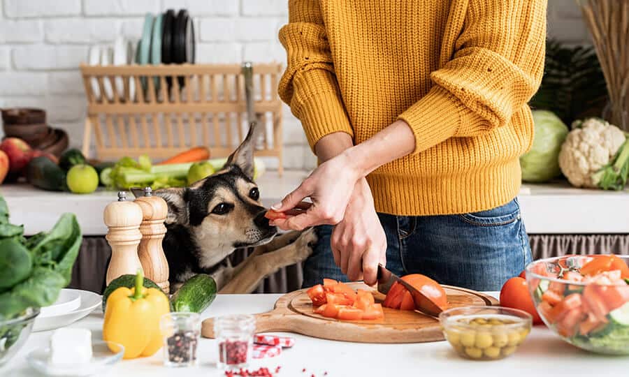 Tutora cortando tomates na tábua de madeira e oferecendo um pedaço ao cachorro vira-lata preto com caramelo.