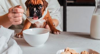 Cachorro pode tomar leite de soja? Confira se há benefícios