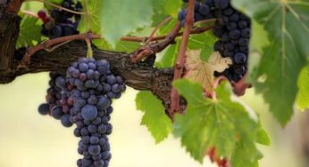 Cachorro pode tomar vinho? Descubra se a bebida alcoólica é permitida!