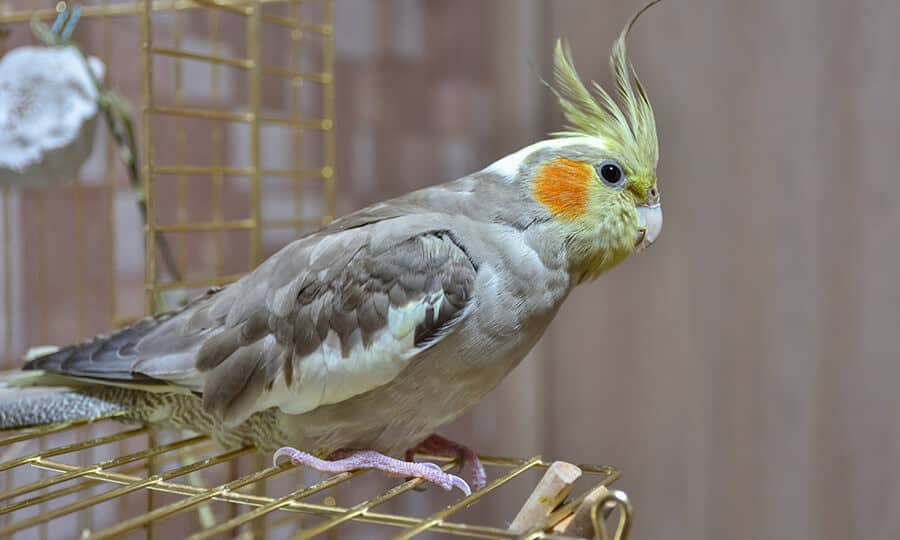 Cacatua negra: saiba tudo sobre esse pet exótico