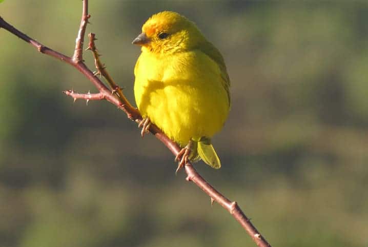 canário amarelo empoleirado no galho