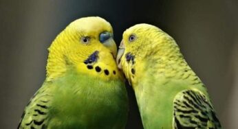 Conheça o canto de periquito-australiano e saiba como cuidar da ave