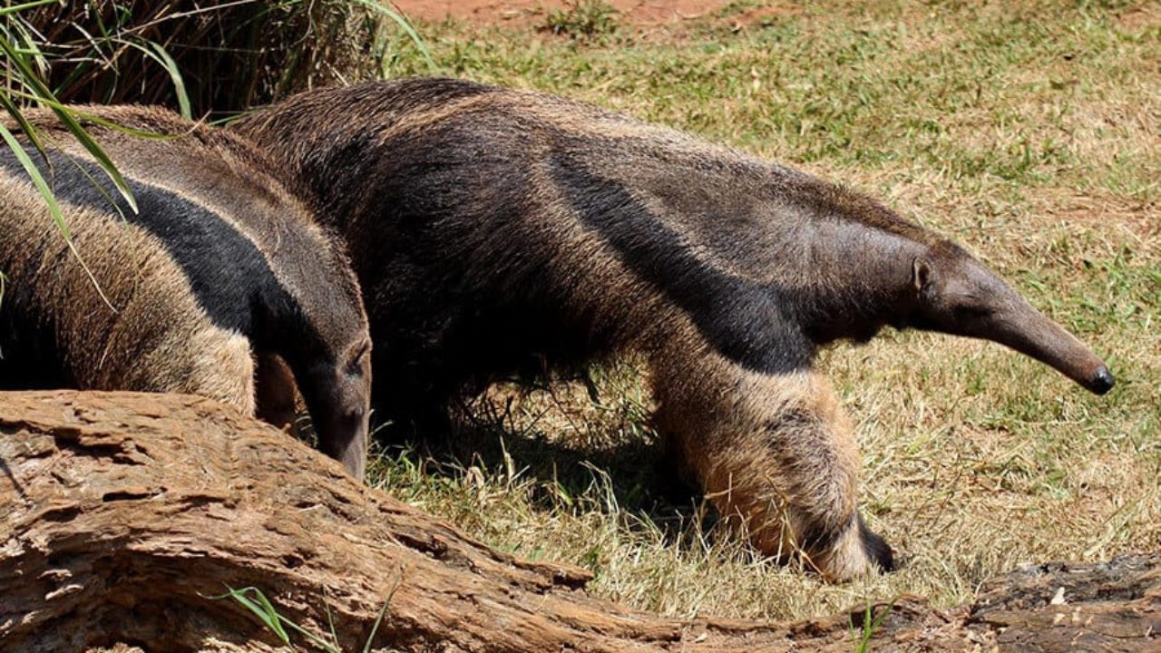 Tamandua